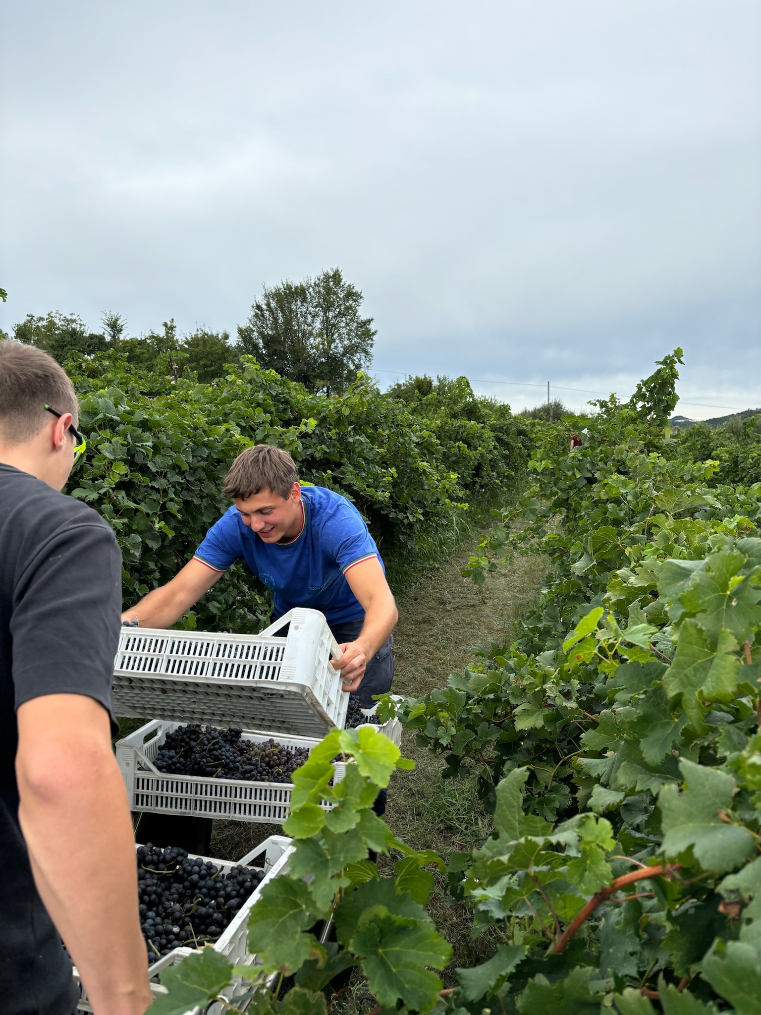 Vendemmia 2019 Astreo, raccolta tra i filari
