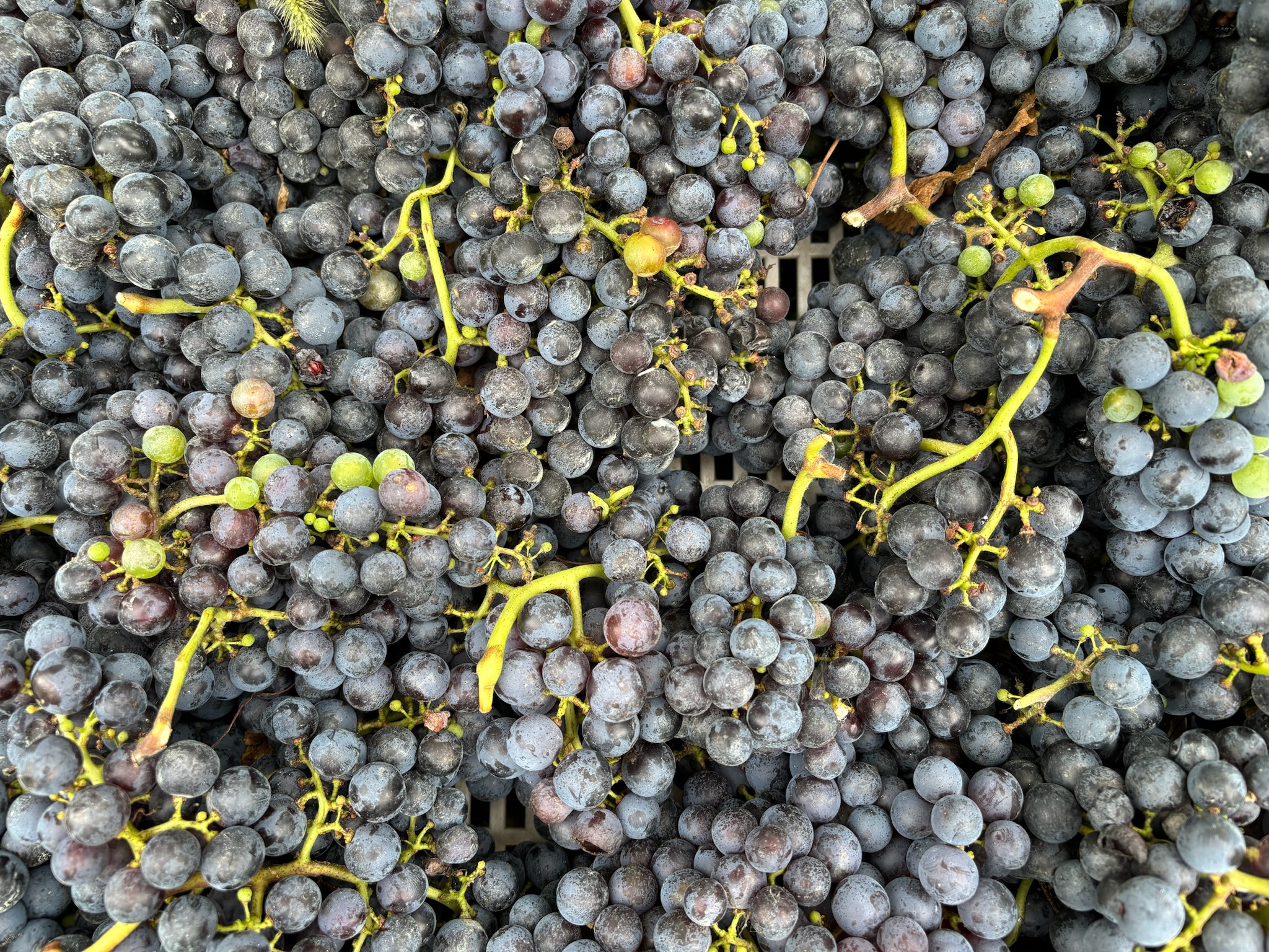 Vendemmia 2019 Astreo, selezione dei grappoli