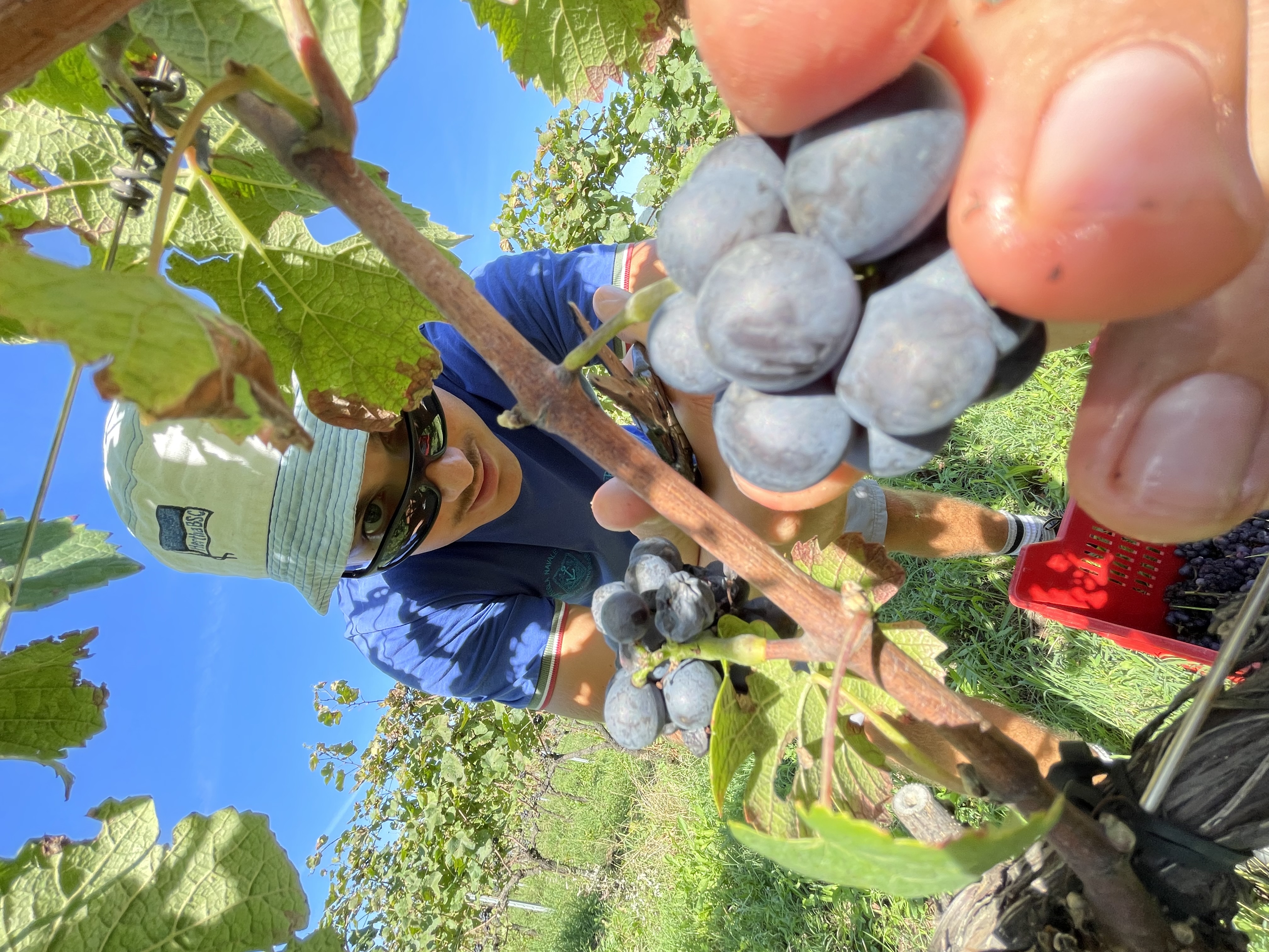 Vendemmia 2020 Astreo, squadra in posa in vigna