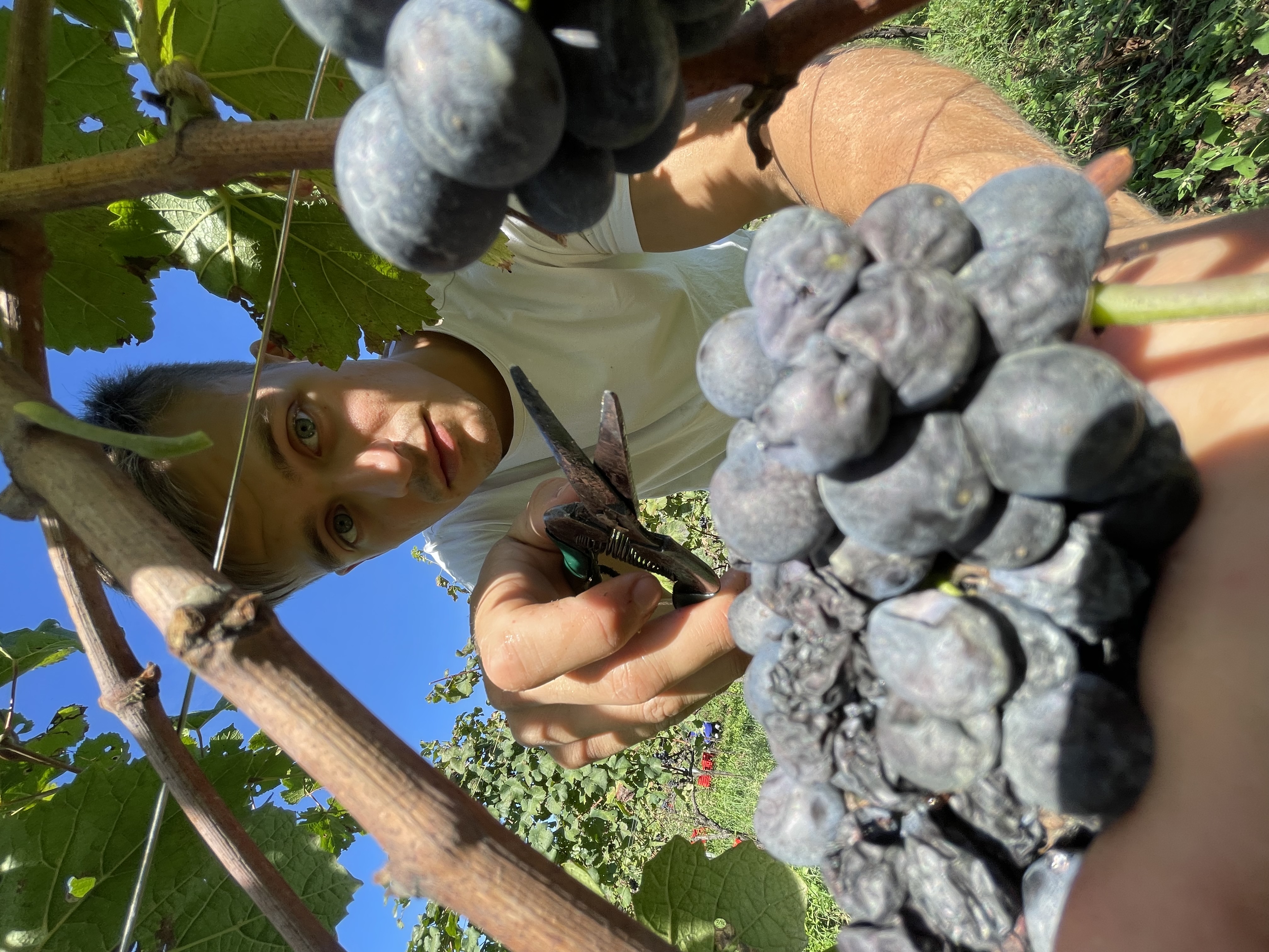 Vendemmia 2020 Astreo, i filari illuminati dal sole