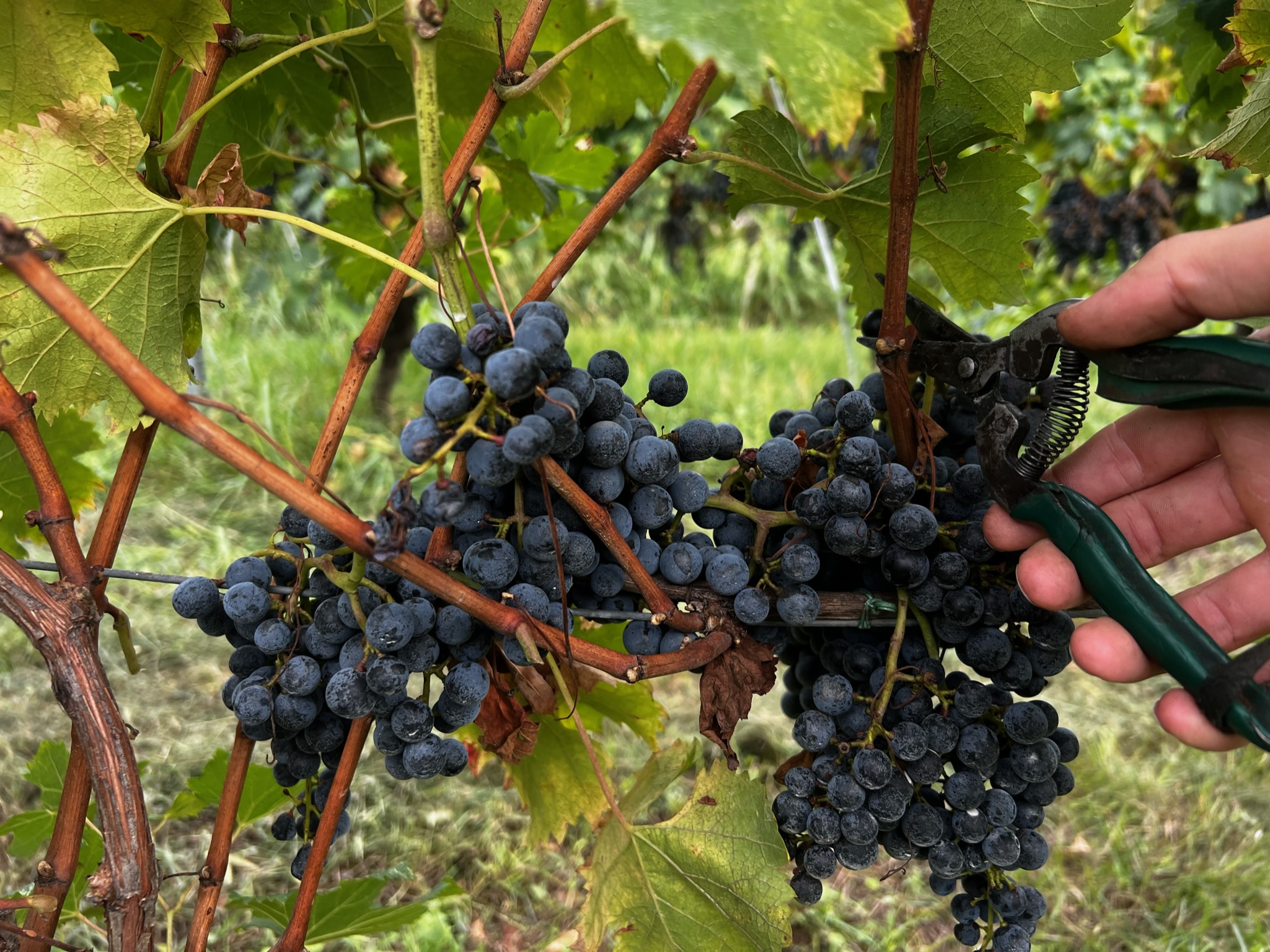 Vendemmia 2024 Astreo, momento di squadra