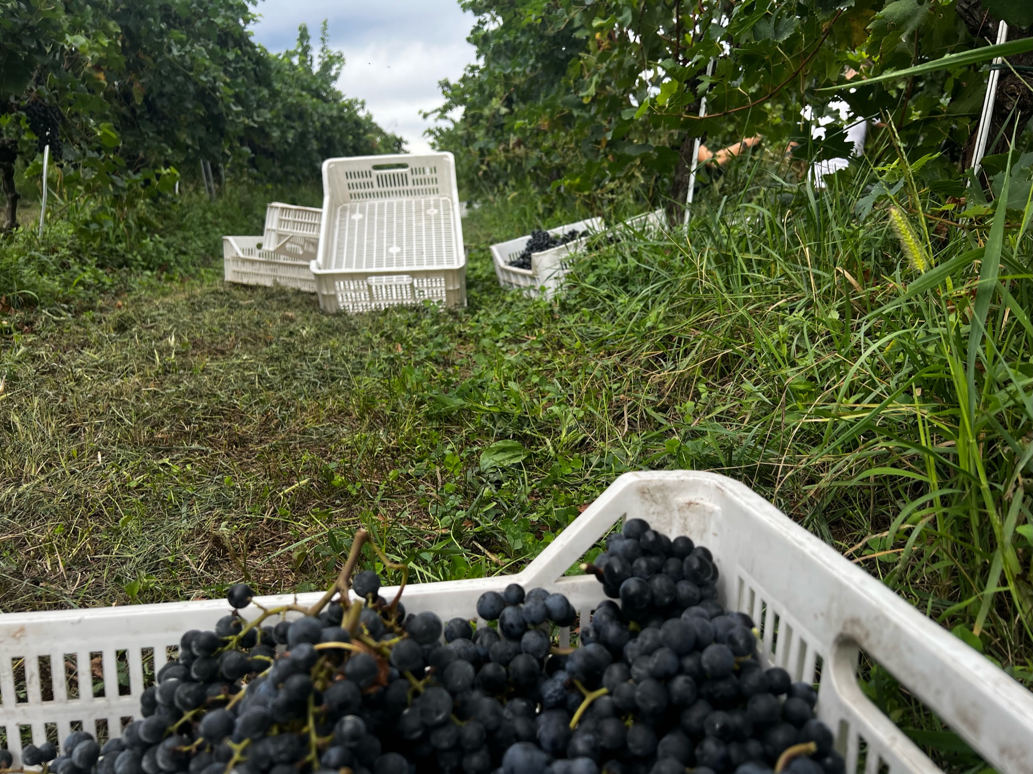 Vendemmia 2024 Astreo, brindisi finale tra gli ex-allievi