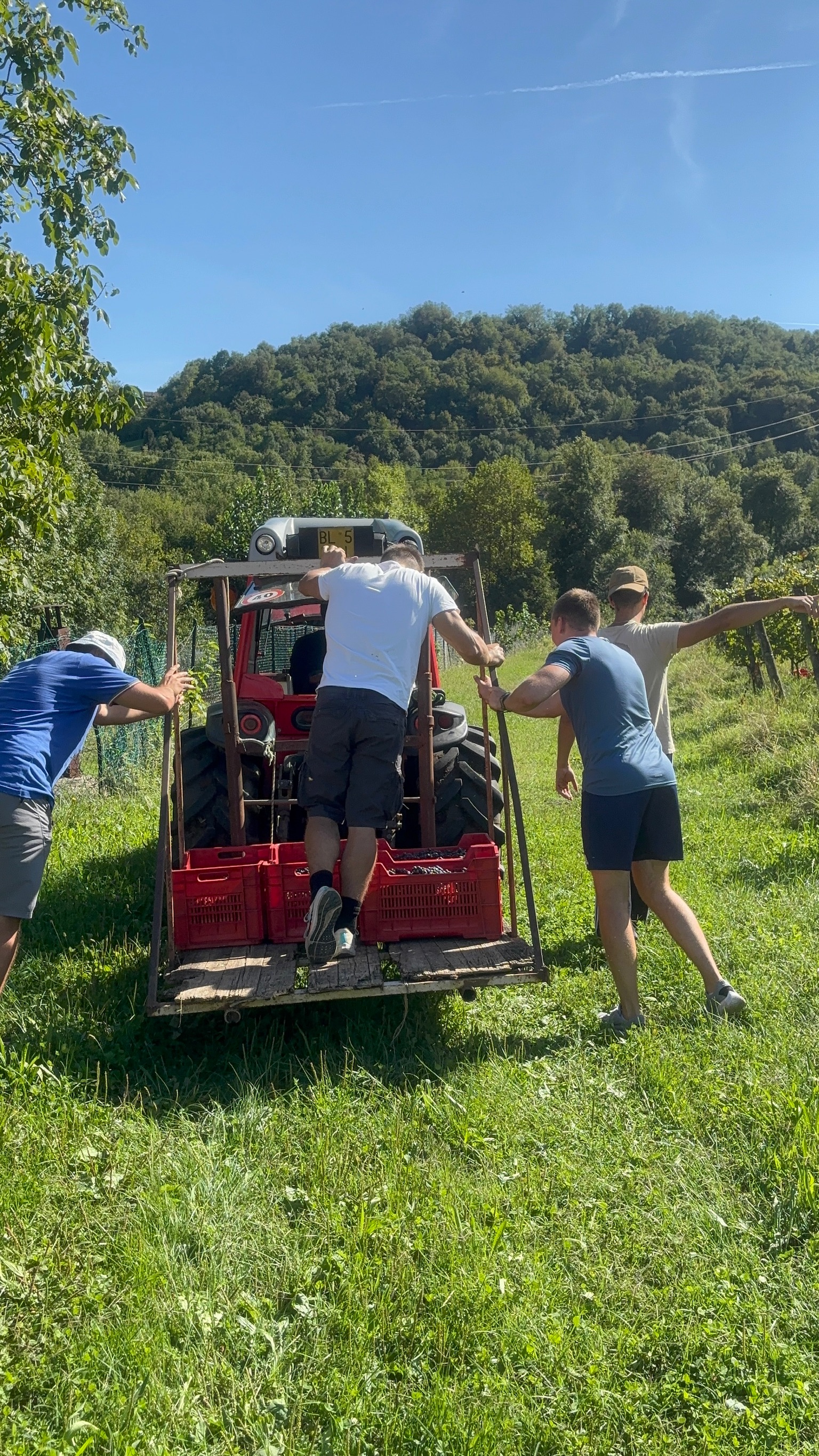 Vendemmia 2025 Astreo, panoramica sui vigneti