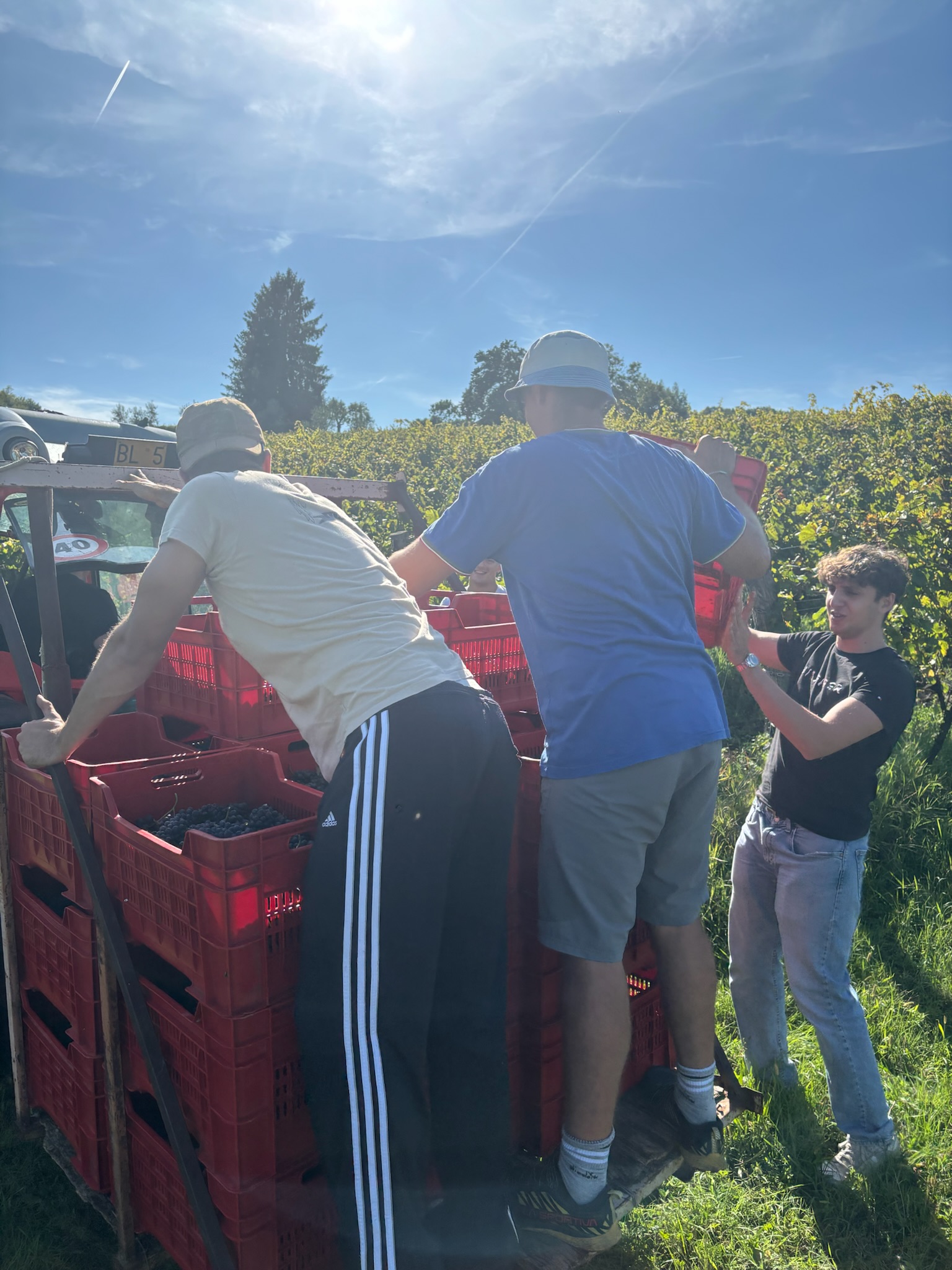 Vendemmia 2025 Astreo, raccolta manuale delle uve