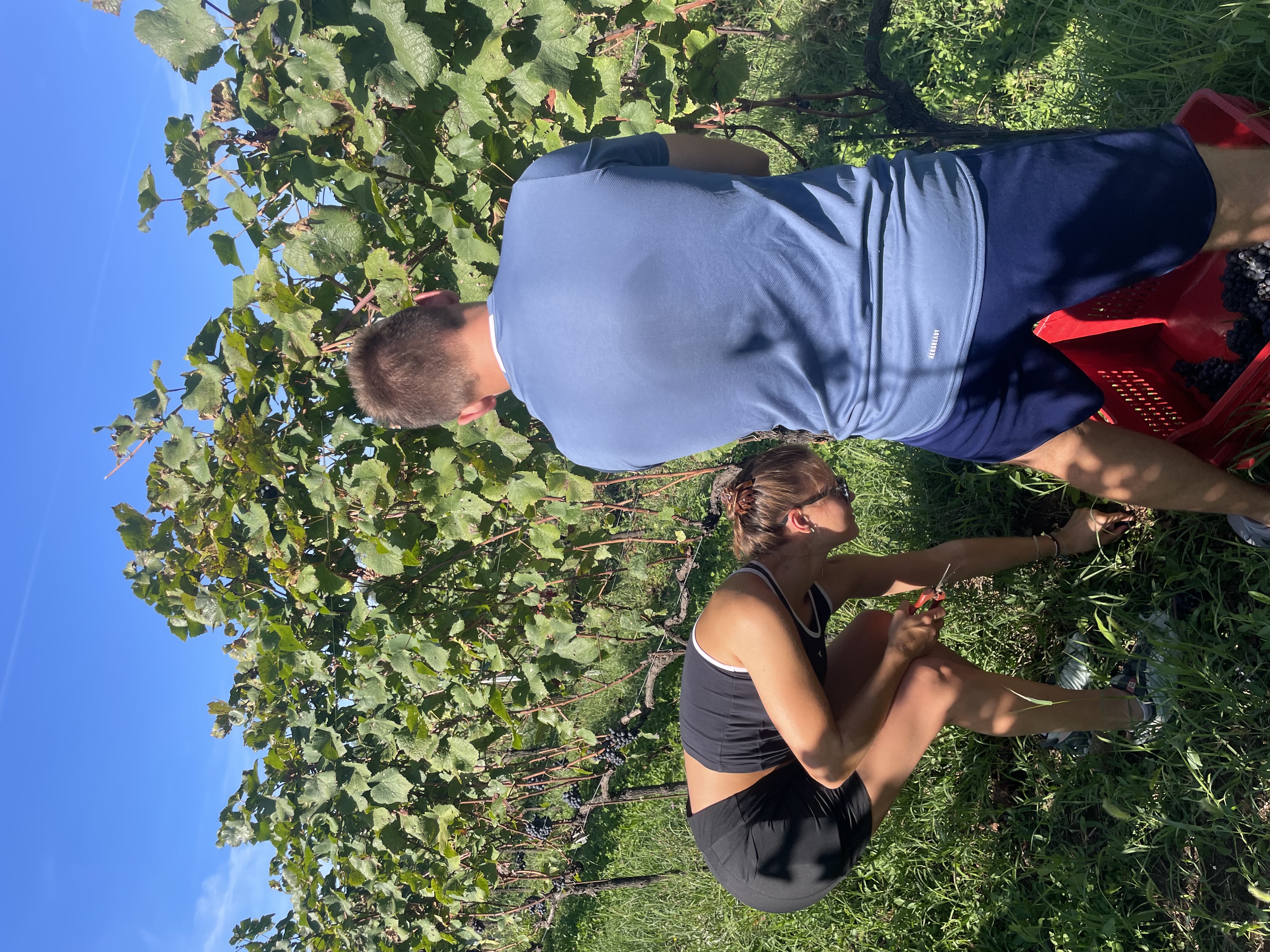 Vendemmia 2025 Astreo, pressing delle uve